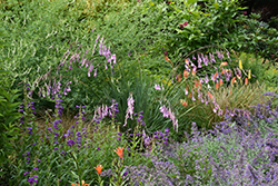 Angel's Fishing Rod (Dierama pulcherrimum) at Lakeshore Garden Centres