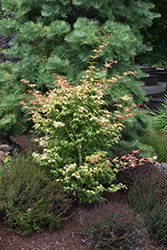 Orange Marmalade Japanese Maple (Acer palmatum 'Orange Marmalade') at Lakeshore Garden Centres
