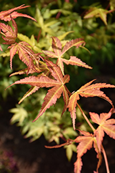 Orange Marmalade Japanese Maple (Acer palmatum 'Orange Marmalade') at Lakeshore Garden Centres