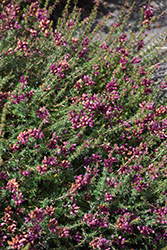 Velvet Night Heath (Erica cinerea 'Velvet Night') at Lakeshore Garden Centres