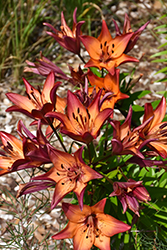 Royal Sunset Lily (Lilium 'Royal Sunset') at Lakeshore Garden Centres