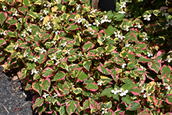 Chameleon Houttuynia (Houttuynia cordata 'Chameleon') at Lakeshore Garden Centres