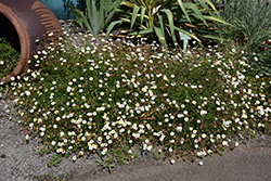 Mexican Fleabane (Erigeron karvinskianus) at Lakeshore Garden Centres