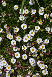 Mexican Fleabane (Erigeron karvinskianus) at Lakeshore Garden Centres