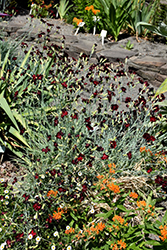 Grenadin King Of The Blacks Carnation (Dianthus caryophyllus 'Grenadin King Of The Blacks') at Lakeshore Garden Centres