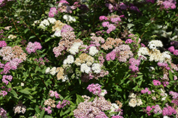 Shirobana Spirea (Spiraea japonica 'Shirobana') at Peter Knippel Garden Centre