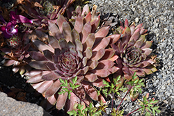 Kalinda Hens And Chicks (Sempervivum 'Kalinda') at Peter Knippel Garden Centre