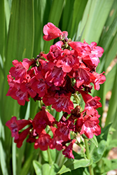 Tubular Bells Red Beard Tongue (Penstemon hartwegii 'Tubular Bells Red') at Lakeshore Garden Centres