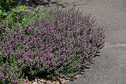 Creeping Germander (Teucrium chamaedrys) at Lakeshore Garden Centres