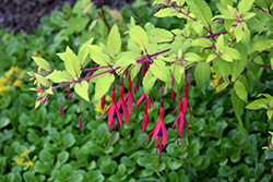 Janice Ann Fuchsia (Fuchsia 'Janice Ann') at Lakeshore Garden Centres