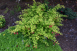 Janice Ann Fuchsia (Fuchsia 'Janice Ann') at Lakeshore Garden Centres
