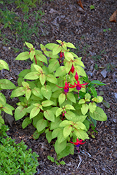 Golden Herald Hardy Fuchsia (Fuchsia 'Golden Herald') at Lakeshore Garden Centres