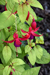 Golden Herald Hardy Fuchsia (Fuchsia 'Golden Herald') at Lakeshore Garden Centres