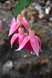 Garden News Hardy Fuchsia (Fuchsia 'Garden News') at Lakeshore Garden Centres