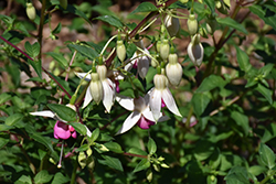 China Rose Fuchsia (Fuchsia 'China Rose') at Lakeshore Garden Centres