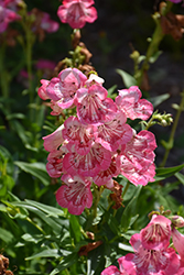 Tubular Bells Rose Beard Tongue (Penstemon hartwegii 'Tubular Bells Rose') at Lakeshore Garden Centres