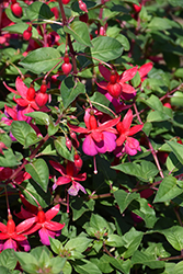 Voltaire Fuchsia (Fuchsia 'Voltaire') at Lakeshore Garden Centres