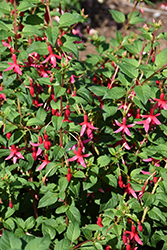 Pee Wee Rose Fuchsia (Fuchsia 'Pee Wee Rose') at Lakeshore Garden Centres