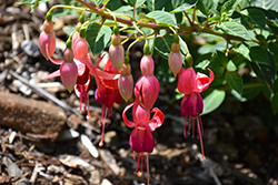 Cricket Fuchsia (Fuchsia 'Cricket') at Lakeshore Garden Centres