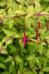 Hardy Fuchsia (Fuchsia genii) at Lakeshore Garden Centres