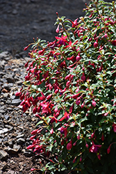 Wood Violet Fuchsia (Fuchsia 'Wood Violet') at Lakeshore Garden Centres