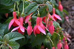 Coachman Fuchsia (Fuchsia 'Coachman') at Lakeshore Garden Centres