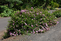 Oso Easy Fragrant Spreader Rose (Rosa 'Chewground') at Lakeshore Garden Centres