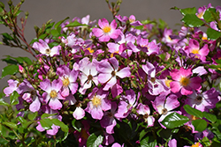 Oso Easy Fragrant Spreader Rose (Rosa 'Chewground') at Lakeshore Garden Centres