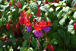 Sharkie Fuchsia (Fuchsia 'Sharkie') at Lakeshore Garden Centres