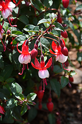 Santa Claus Fuchsia (Fuchsia 'Santa Claus') at Lakeshore Garden Centres