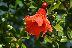 Favorite Pomegranate (Punica granatum 'Favorite') at Lakeshore Garden Centres
