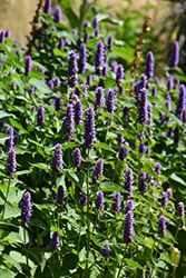 Licorice Blue Hyssop (Agastache rugosa 'Licorice Blue') at Lakeshore Garden Centres