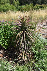 Blue Boy Yucca (Yucca desmetiana 'Blue Boy') at Lakeshore Garden Centres