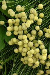 Green Lavender Cotton (Santolina rosmarinifolia) at Lakeshore Garden Centres