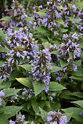 Blue Panther Catmint (Nepeta subsessilis 'Blue Panther') at Lakeshore Garden Centres