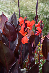 Red Futurity Canna (Canna 'Red Futurity') at Lakeshore Garden Centres