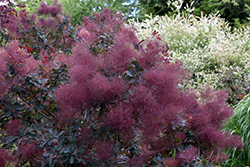 Notcutt's Variety Smokebush (Cotinus coggygria 'Notcutt's Variety') at Lakeshore Garden Centres