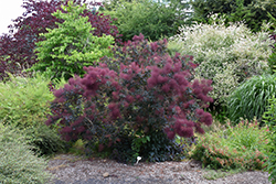 Notcutt's Variety Smokebush (Cotinus coggygria 'Notcutt's Variety') at Lakeshore Garden Centres
