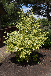 Hedgerows Gold Variegated Red-Twig Dogwood (Cornus sericea 'Hedgerows Gold') at Lakeshore Garden Centres