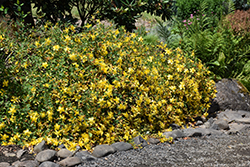 Hidcote St. John's Wort (Hypericum 'Hidcote') at Lakeshore Garden Centres