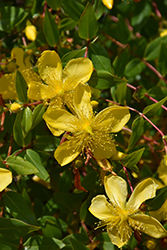 Hidcote St. John's Wort (Hypericum 'Hidcote') at Lakeshore Garden Centres