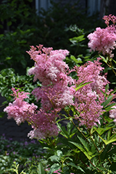 Venusta Queen Of The Prairie (Filipendula rubra 'Venusta Magnifica') at Lakeshore Garden Centres