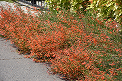 Luminous Pineleaf Beard Tongue (Penstemon pinifolius 'Luminous') at Lakeshore Garden Centres