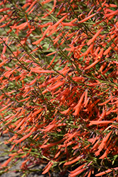 Luminous Pineleaf Beard Tongue (Penstemon pinifolius 'Luminous') at Lakeshore Garden Centres