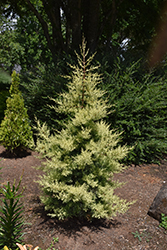 Yellow Arizona Cypress (Cupressus arizonica 'Sulphurea') at Lakeshore Garden Centres