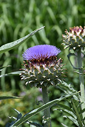 Cardoon (Cynara cardunculus) at Lakeshore Garden Centres