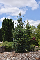 Flaky Bark Fir (Abies squamata 'Flaky') at Lakeshore Garden Centres
