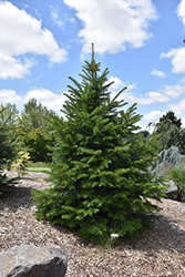 Pindrow Fir (Abies pindrow) at Lakeshore Garden Centres