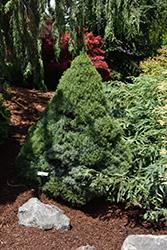 Alberta Blue Dwarf Spruce (Picea glauca 'Alberta Blue') at Lakeshore Garden Centres