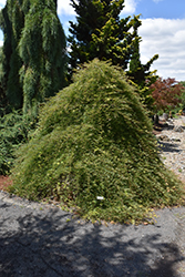Emerald Lace Japanese Maple (Acer palmatum 'Emerald Lace') at Lakeshore Garden Centres